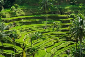 Ubud: Excursión personalizada a Bali Ubud con traslado