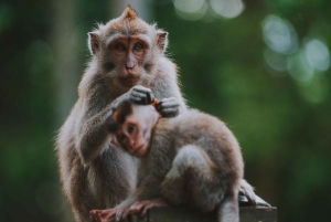 Ubud: Excursión personalizada a Bali Ubud con traslado
