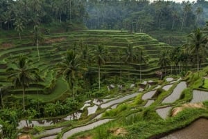 Ubud: Customised Ubud Full Day Tour with Private Driver
