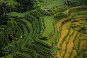 UBUD: Customized Tour With Private Driver & Guide