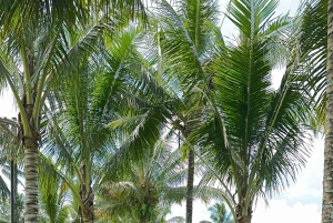 Ubud: Cycling Tour Local Villages, Temple, and Rice Field