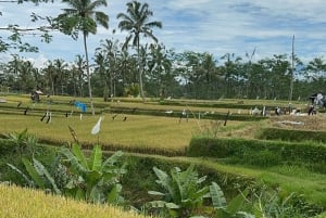Ubud: Cycling Tour Local Villages, Temple, and Rice Field
