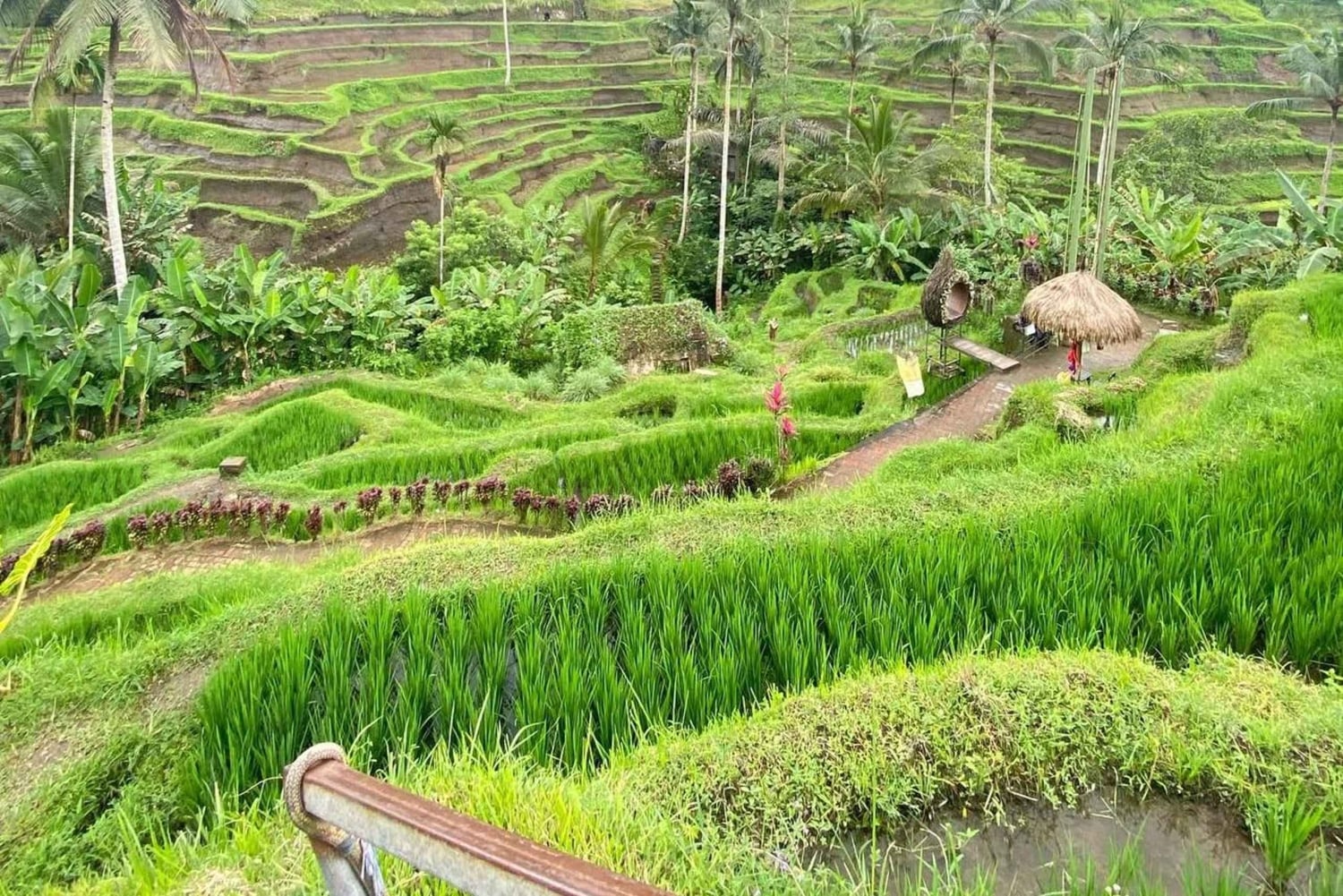 Ubud Day Tour – Japanese Guide Included