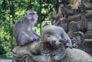 Ubud Day Tour – Japanese Guide Included