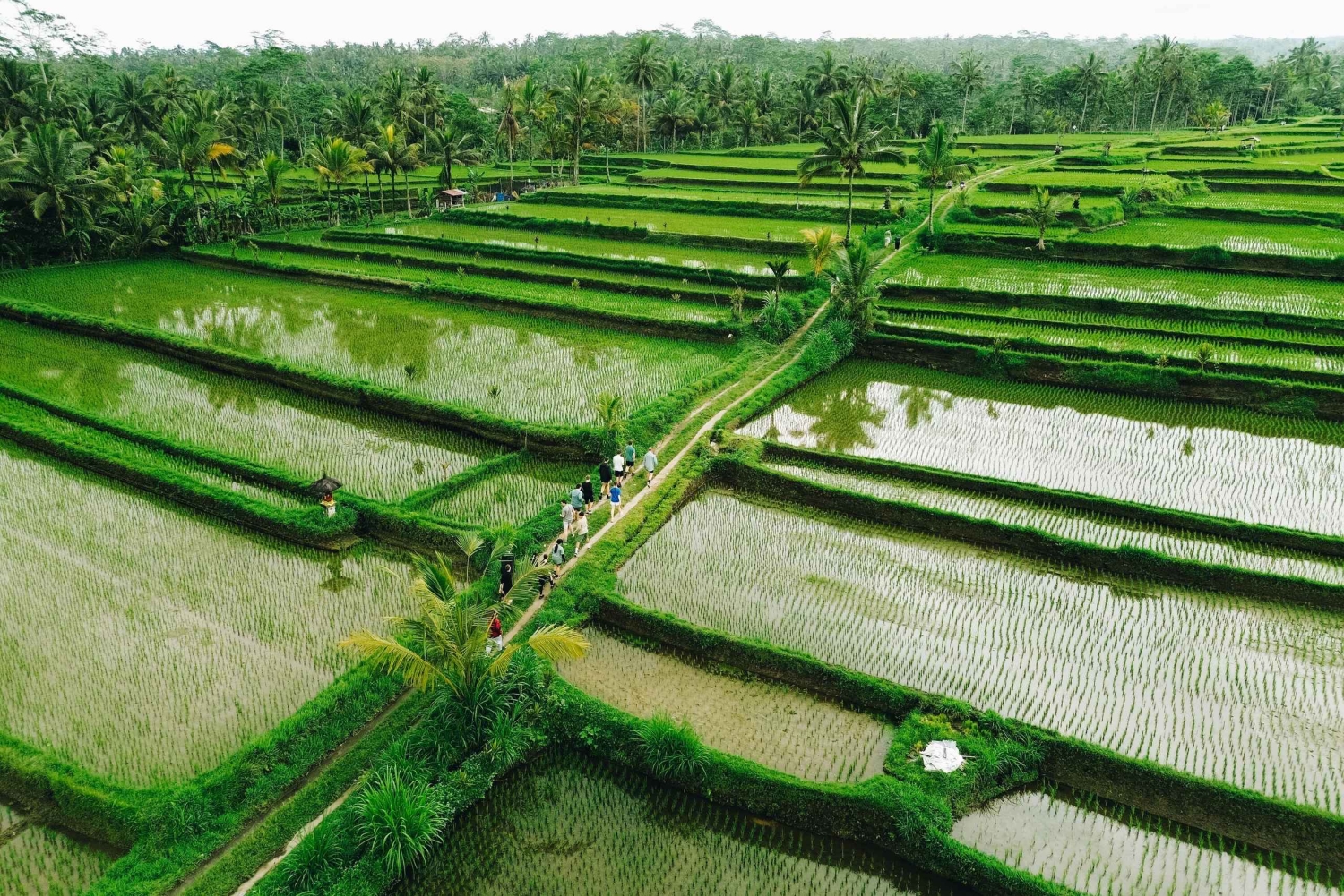 Ubud: Downhill Cycling with Volcano, Rice Terraces, and Meal