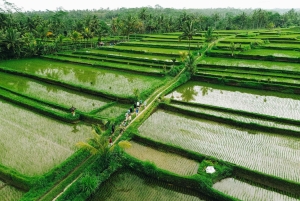Ubud: Downhill Cycling with Volcano, Rice Terraces, and Meal