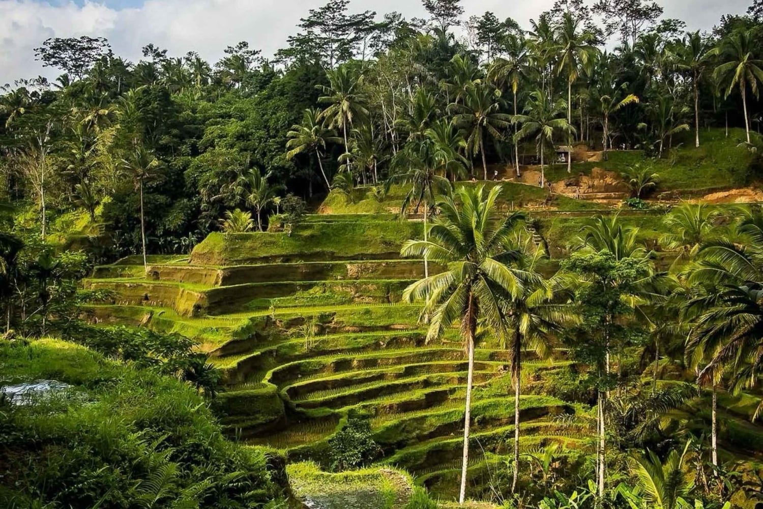 Ubud Full-Day Tour: Batuan Temple, Tegalalang & Ulu Petanu