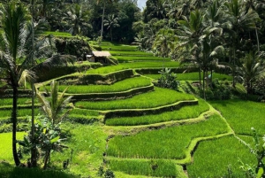 Ubud Full Day Tour Packages - 2 Days Adventure