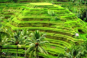 Ubud Full Day Tour with Private Car