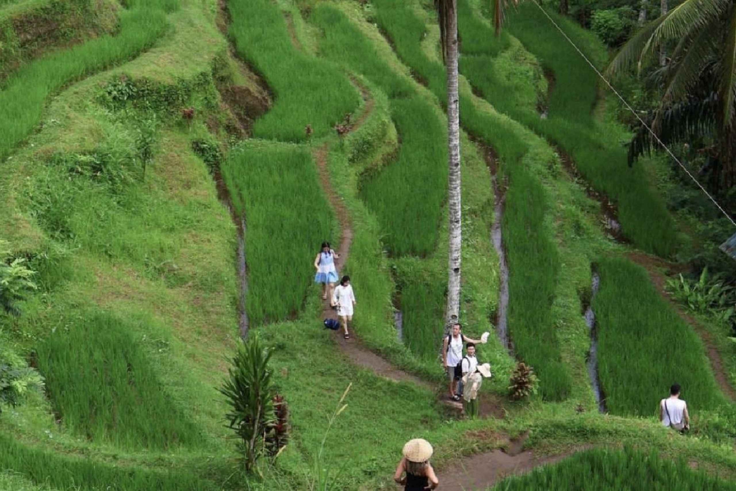 Ubud: Half-Day Semi-Customized Private Tour with a Guide