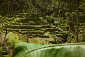 Ubud: Hidden Gems and Waterfalls Private Tour