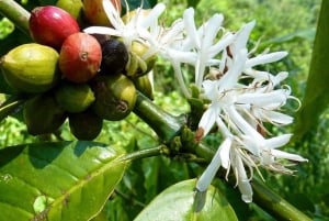Ubud: Dolda vattenfall, risterrasser och Ulun Danu-tempel