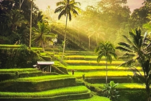 Ubud highlight private tour with english speaking driver