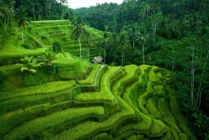 Ubud : visite privative avec tyrolienne et piscine Cretya