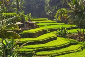Ubud Higlights - Monkey Forest, Rice Terrace & Waterfall
