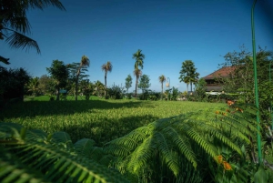 Ubud: paquete de relajación en un spa de lujo en medio de los arrozales