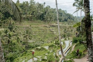 Ubud: Monkey Forest, Ceking Rice Terraces and More– Full Day