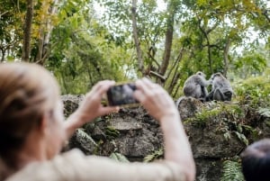 Ubud: Monkey Forest, Ceking Rice Terraces and More– Full Day