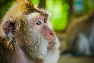 Bali: Ubud: małpi las, plantacja kawy i wycieczka na targ