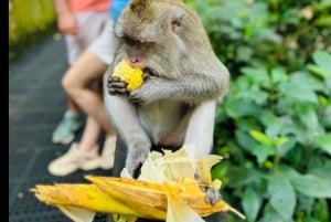Bali: Ubud: małpi las, plantacja kawy i wycieczka na targ