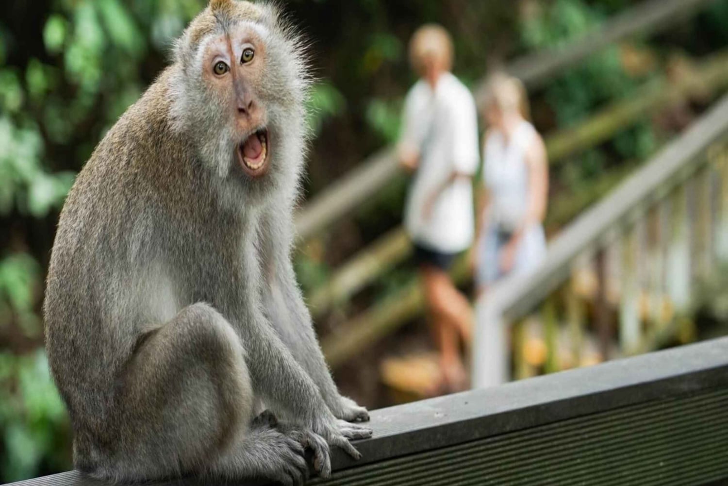 Ubud: Monkey Forest, Rice Terrace, and Waterfall Tour