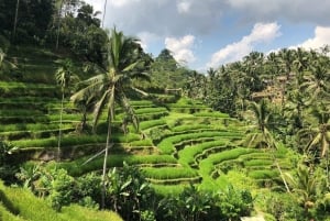 Ubud Monkey Forest, Rice Terrace, Swing, Temple & Waterfall