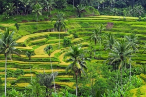Ubud Monkey Forest, Rice Terrace, Swing, Temple & Waterfall