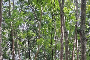 Ubud Monkey Forest, Rice Terrace, Swing, Temple & Waterfall