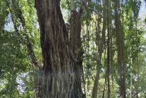 Ubud Monkey Forest, Rice Terrace, Swing, Temple & Waterfall