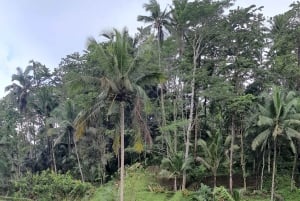 Ubud Monkey Forest, Rice Terrace, Swing, Temple & Waterfall