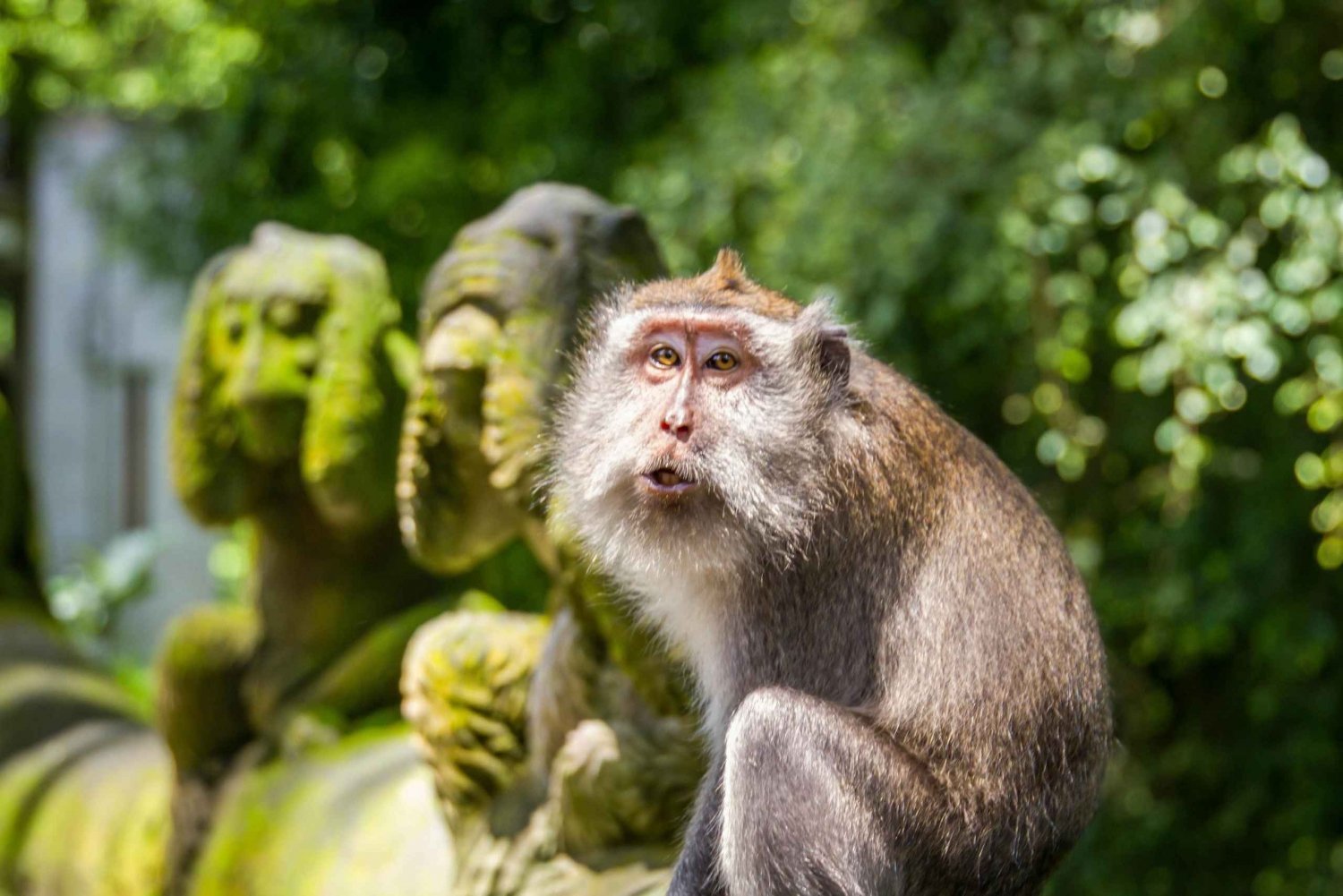 Ubud: privé-excursie Monkey Forest, rijstterras en Tanah Lot