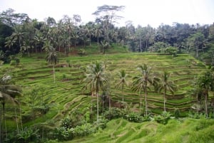 Ubud: tour privado de bosque de monos, arrozal y Tanah Lot