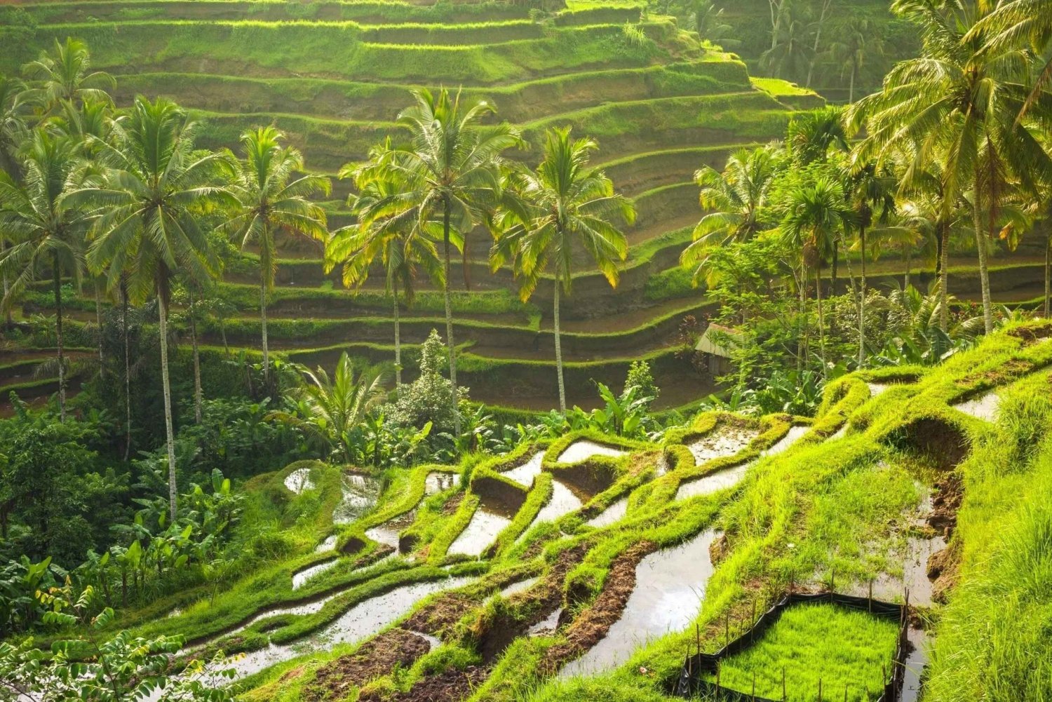 Ubud Monkey Forest, Rice Terrace, Temple and Jungle Swing