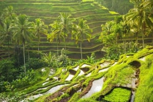 Ubud: Monkey Forest, Rice Terrace, and Jungle Swing Tour