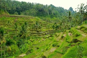 Ubud: Monkey Forest, Rice Terrace, and Jungle Swing Tour