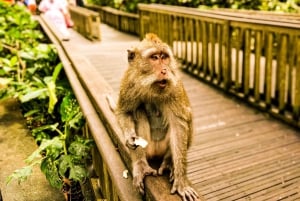 Ubud: Monkey Forest, Rice Terrace, and Jungle Swing Tour