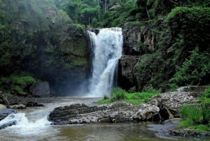 Ubud: Monkey Forest, Rice Terrace, and Jungle Swing Tour