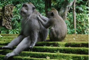 Ubud-rondleiding met optionele Engelstalige, Spaanstalige en Italiaanse gids