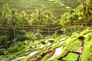 Ubud-rondleiding met optionele Engelstalige, Spaanstalige en Italiaanse gids