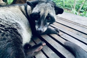 Ubud-rondleiding met optionele Engelstalige, Spaanstalige en Italiaanse gids