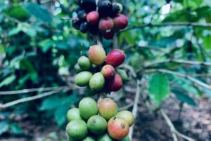 Ubud-rondleiding met optionele Engelstalige, Spaanstalige en Italiaanse gids