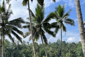 Ubud: Apkeskogen, risterrasser, gunga, vattenfall, tempel