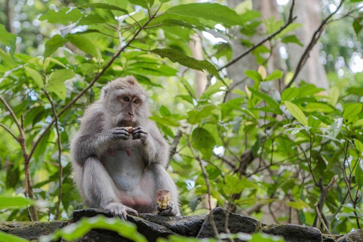 Ubud:Foresta delle scimmie, terrazze di riso, templi d'acqua e cascate