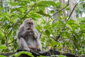Ubud: Monkey Forest, risterrasser, vattentempel, vattenfall