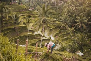 Ubud: Monkey Forest, risterrasser, vattentempel, vattenfall