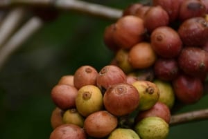 Ubud: Monkey Forest, risterrasser, vattentempel, vattenfall