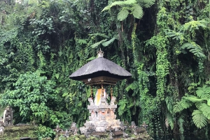 Ubud: Monkey Forest, risterrasser, vattentempel, vattenfall