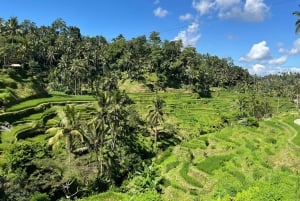Ubud: Monkey Forest, risterrasser, vattentempel, vattenfall