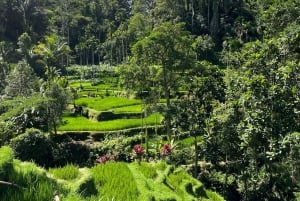 Ubud: Monkey Forest, risterrasser, vattentempel, vattenfall