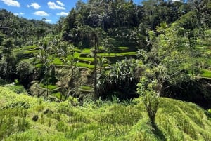 Ubud: Monkey Forest, risterrasser, vattentempel, vattenfall
